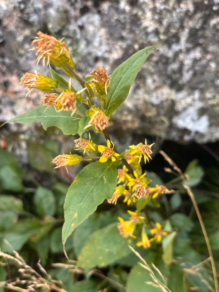 Verge d'or à grandes feuilles, En fruits