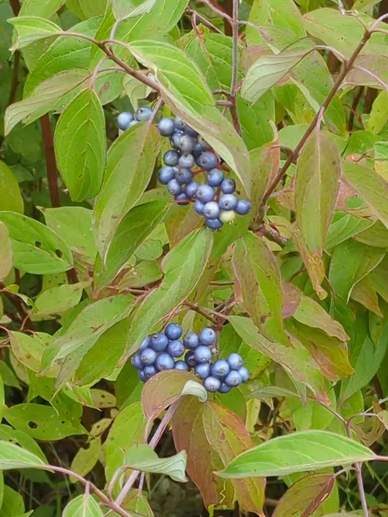 Silky dogwood, Colored leaves