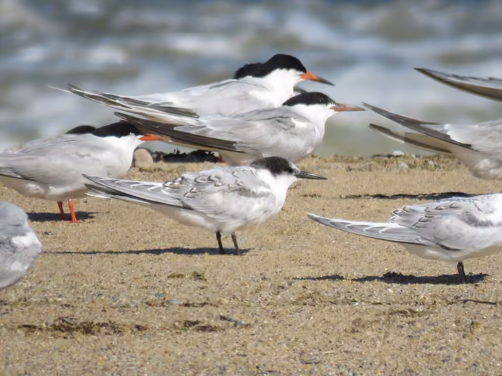 Roseate Tern, Juvenile