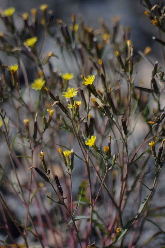Elegant hawksbeard, In fruit