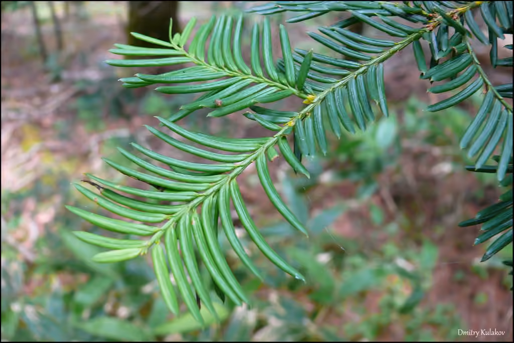 Japanese yew, photo 3 of 5