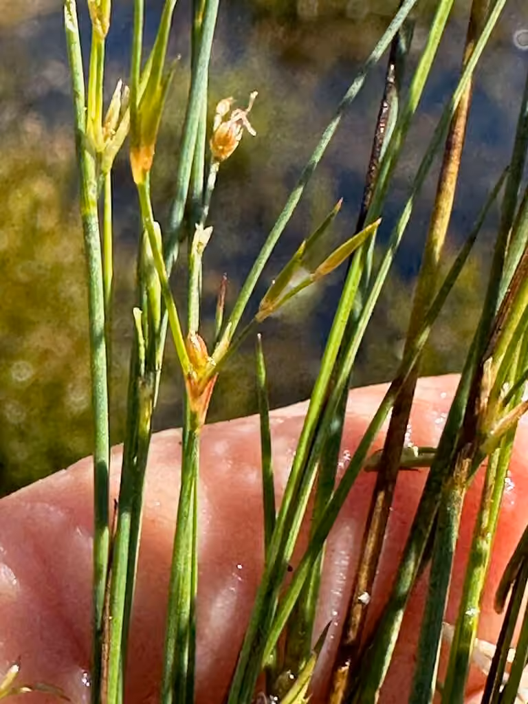 Brownfruit rush, In flower