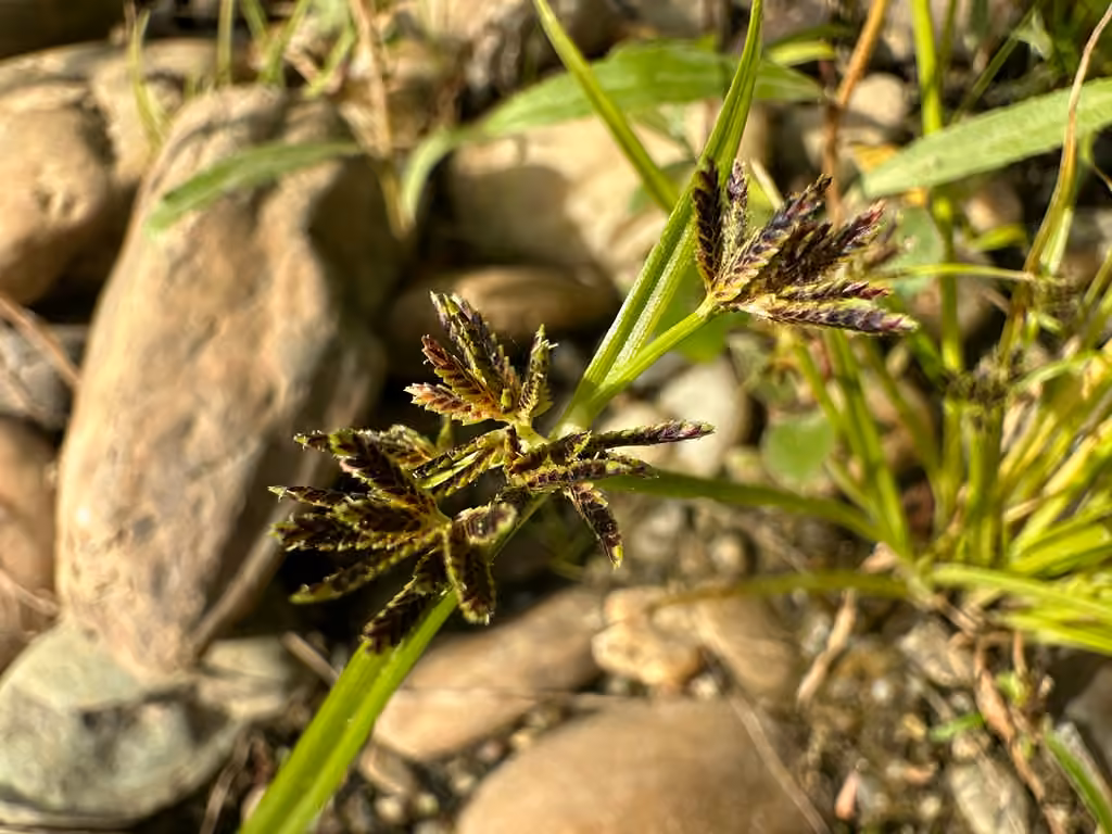Brown flatsedge, In fruit
