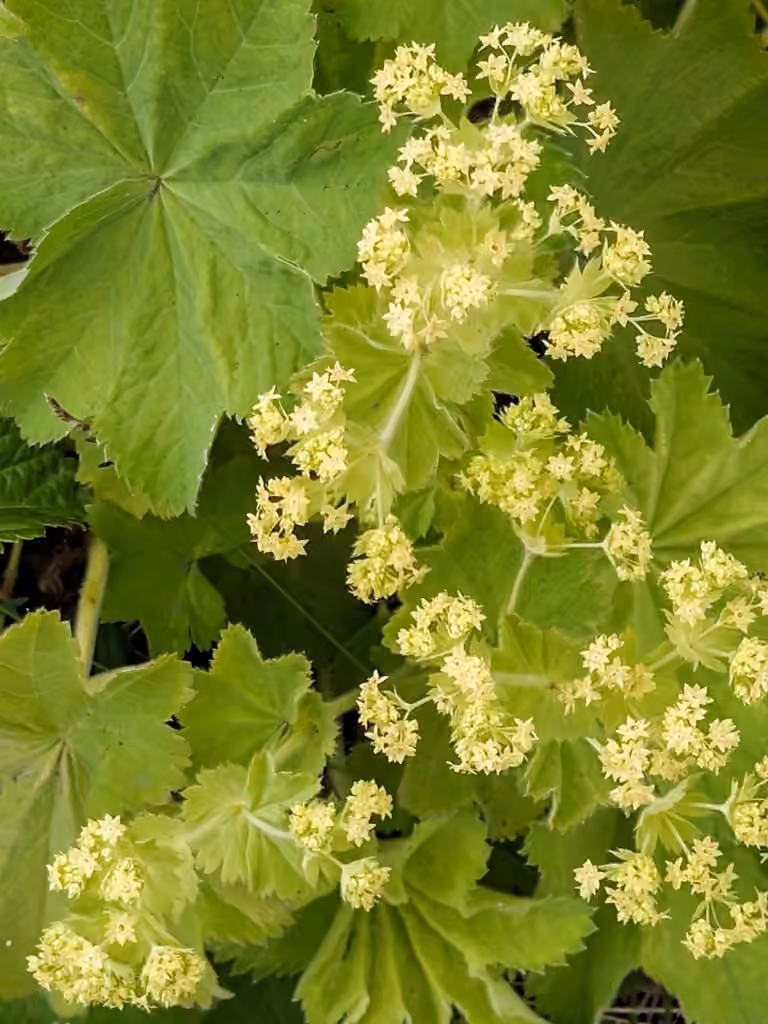 Alchémille molle, En fleurs
