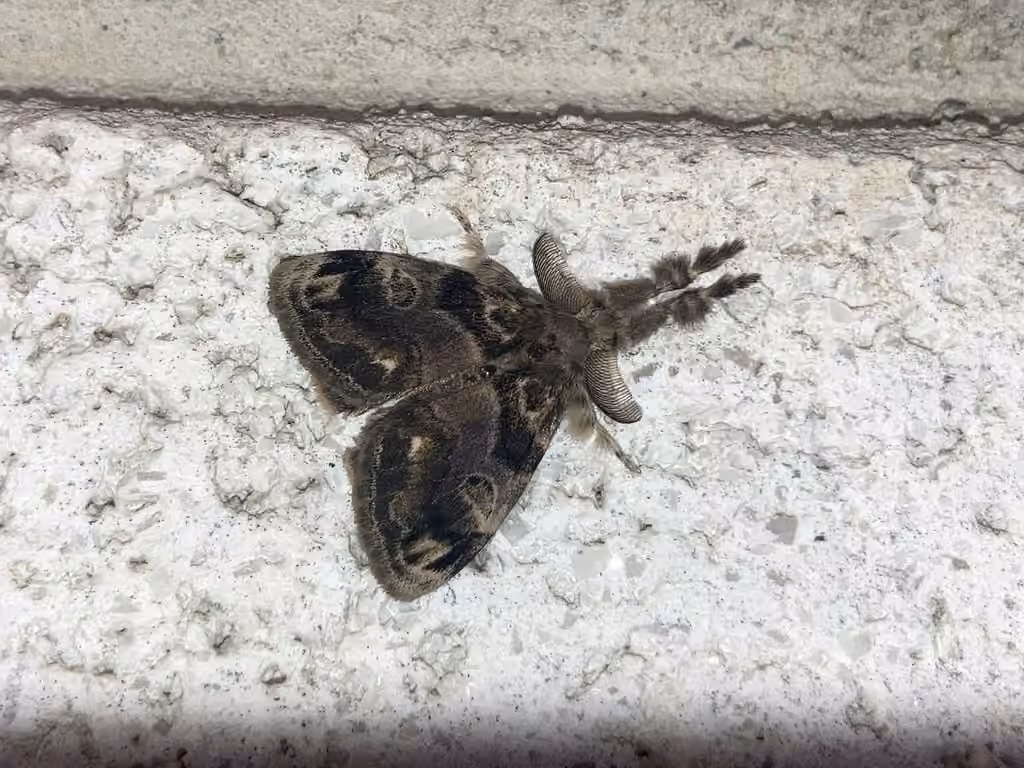 Definite Tussock Moth, Mâle