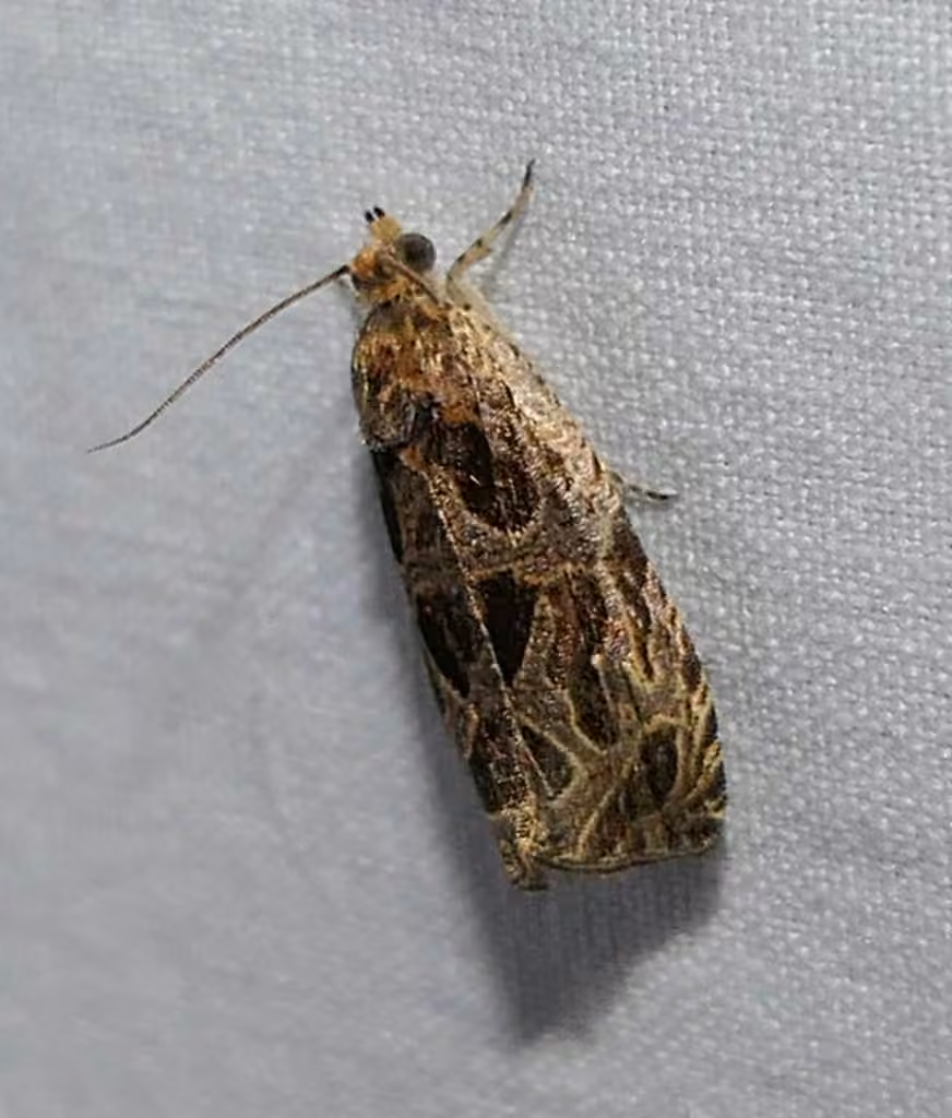 Basswood Olethreutes Moth, Adulte