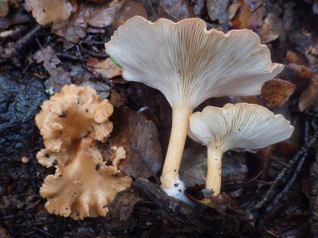 Clitocybe côtelé