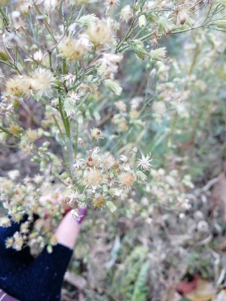 Butterweed, In fruit
