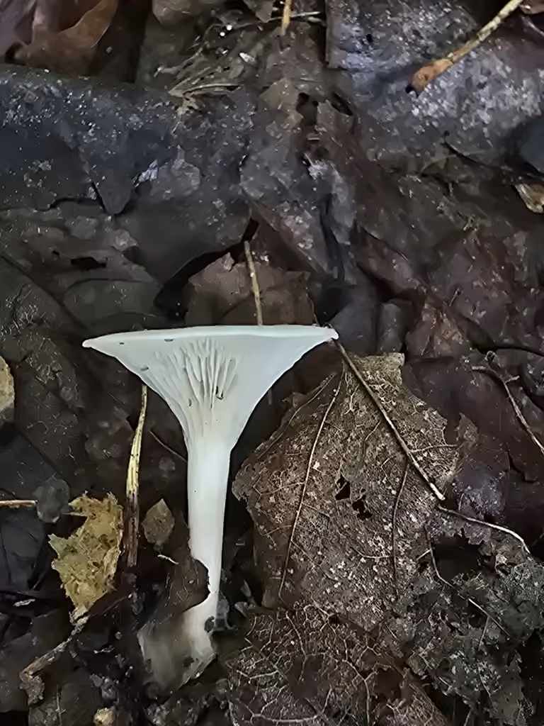 Clitocybe des Adirondack, photo 2 sur 5