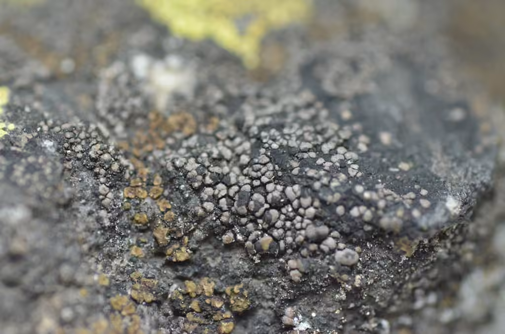 Rhizocarpe brun rougeâtre foncé