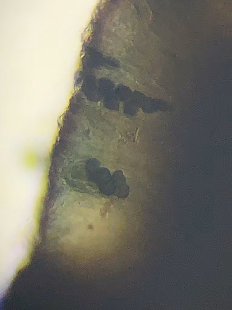 Map lichen, photo 2 of 5