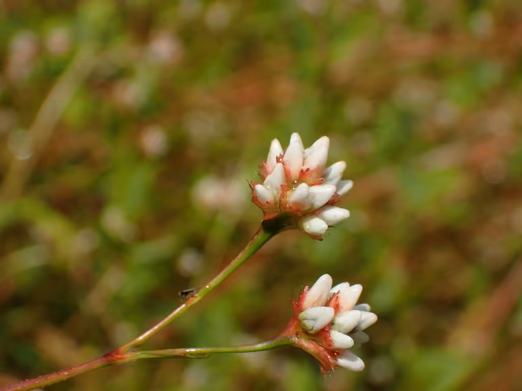Renouée sagittée