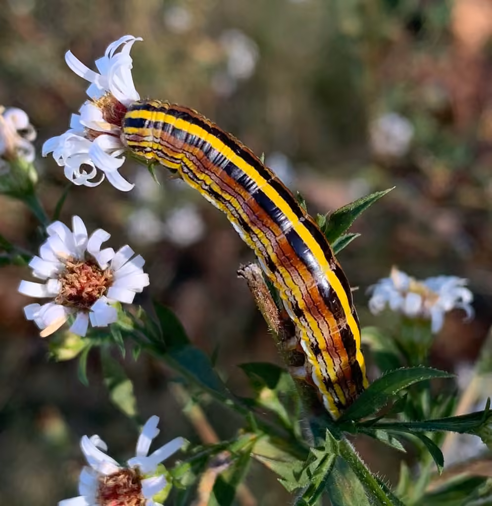 Asteroid Moth, Chenille