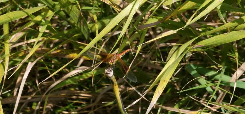 Sympétrum Semi-ambré, Femelle