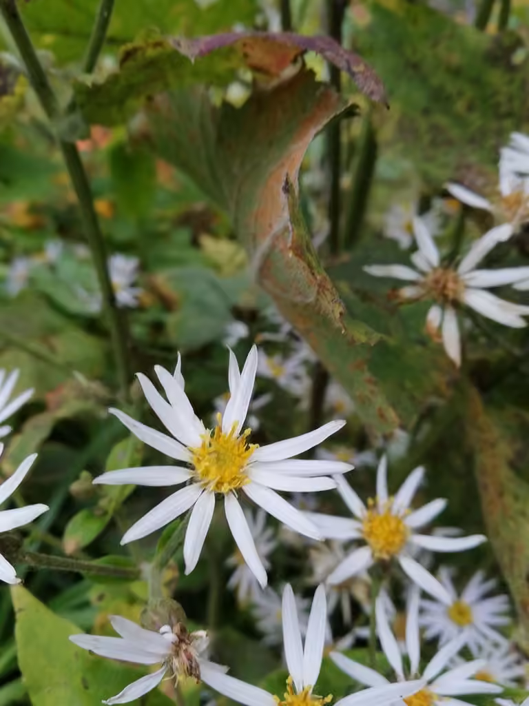 Bigleaf aster, In fruit