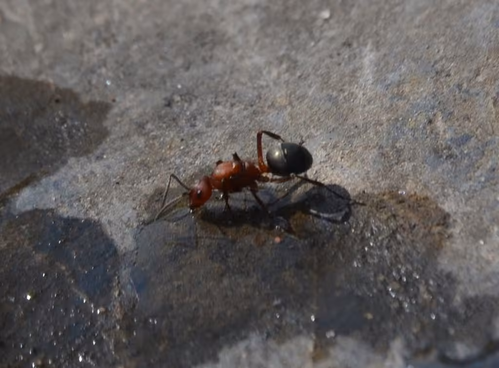 Pergande's Mound Ant, Female