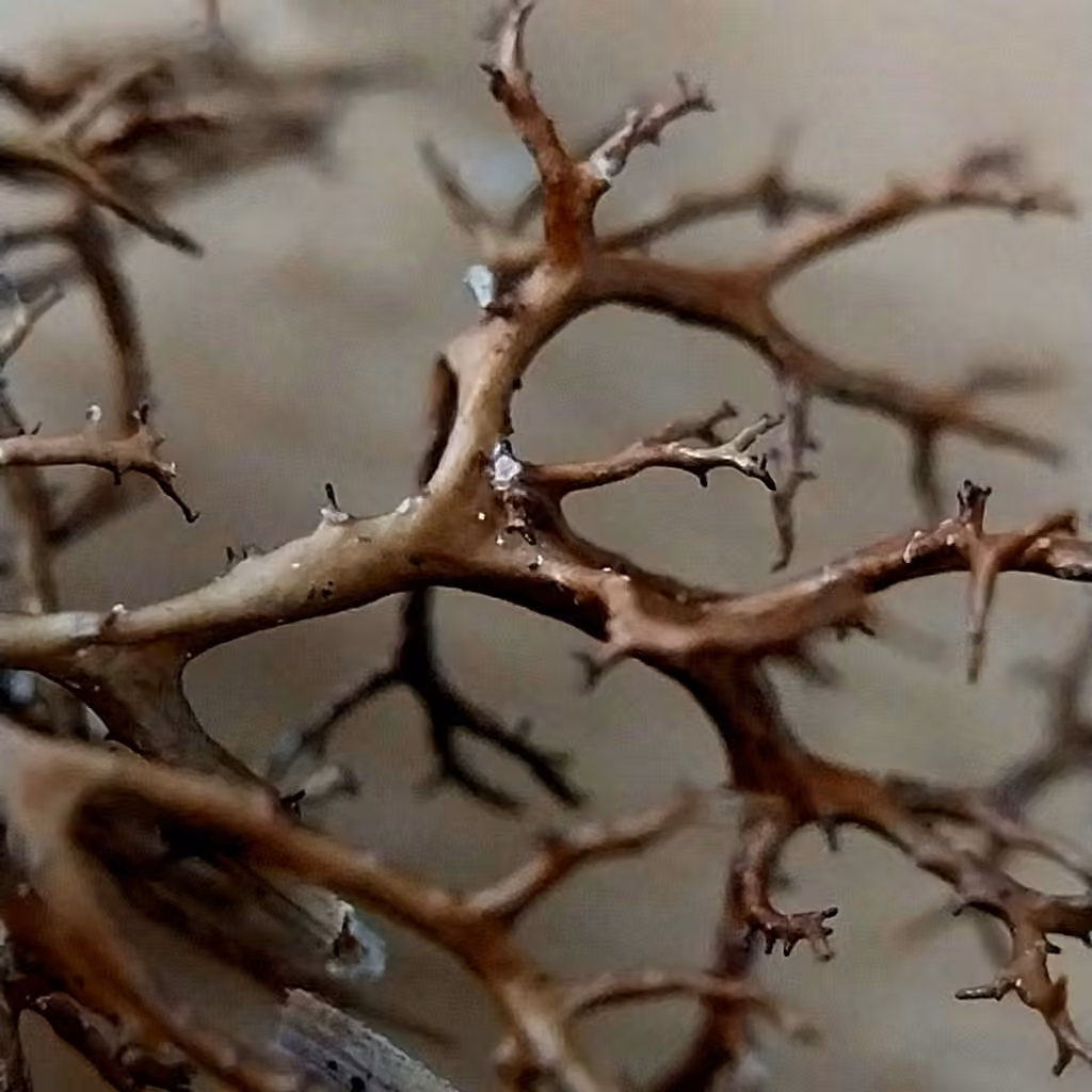 Dubious Heath Lichen, photo 2 of 5