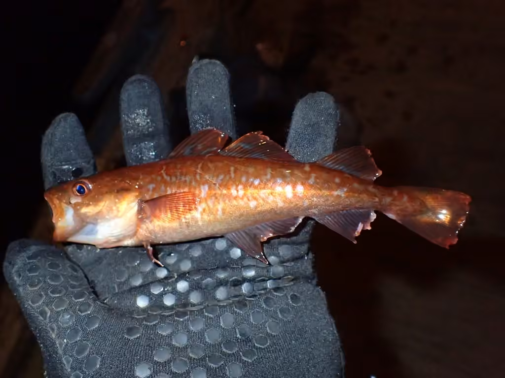 Greenland Cod, Juvenile