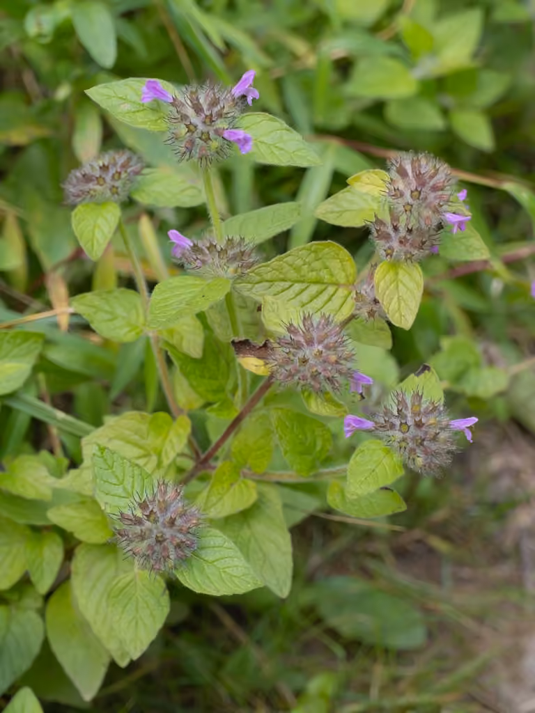 Wild basil, photo 3 of 5