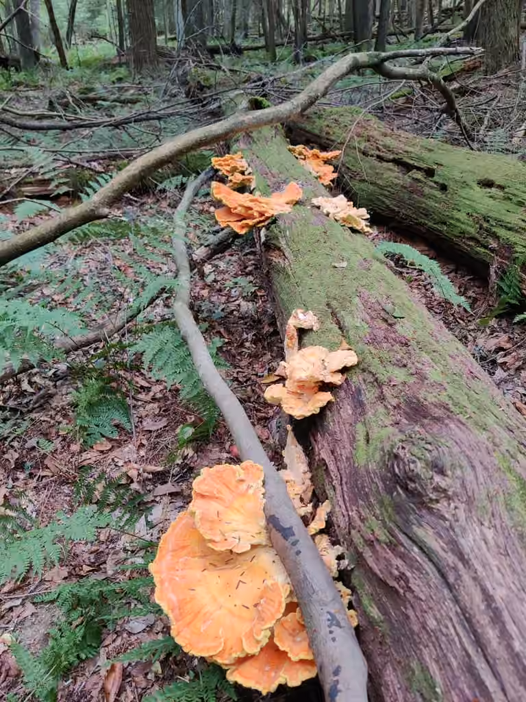 Chicken of the Woods, photo 3 of 5