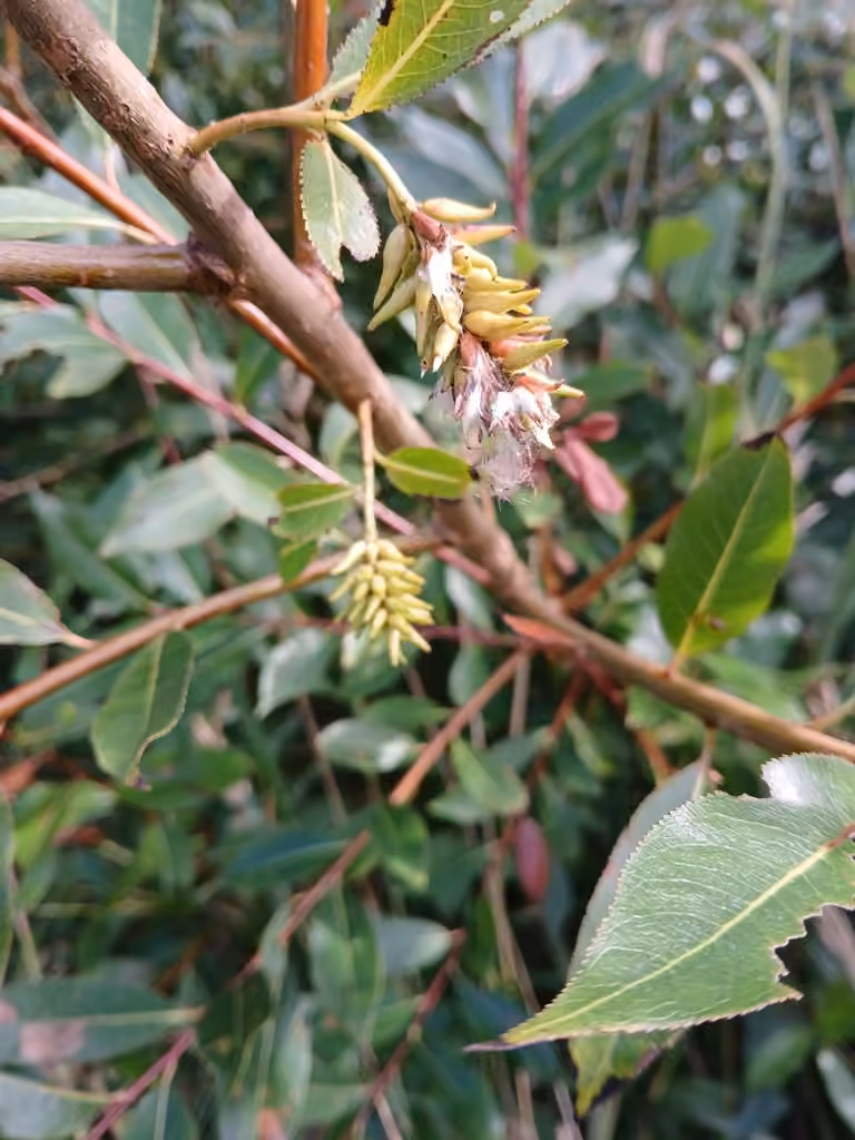 Saule laurier, En fruits