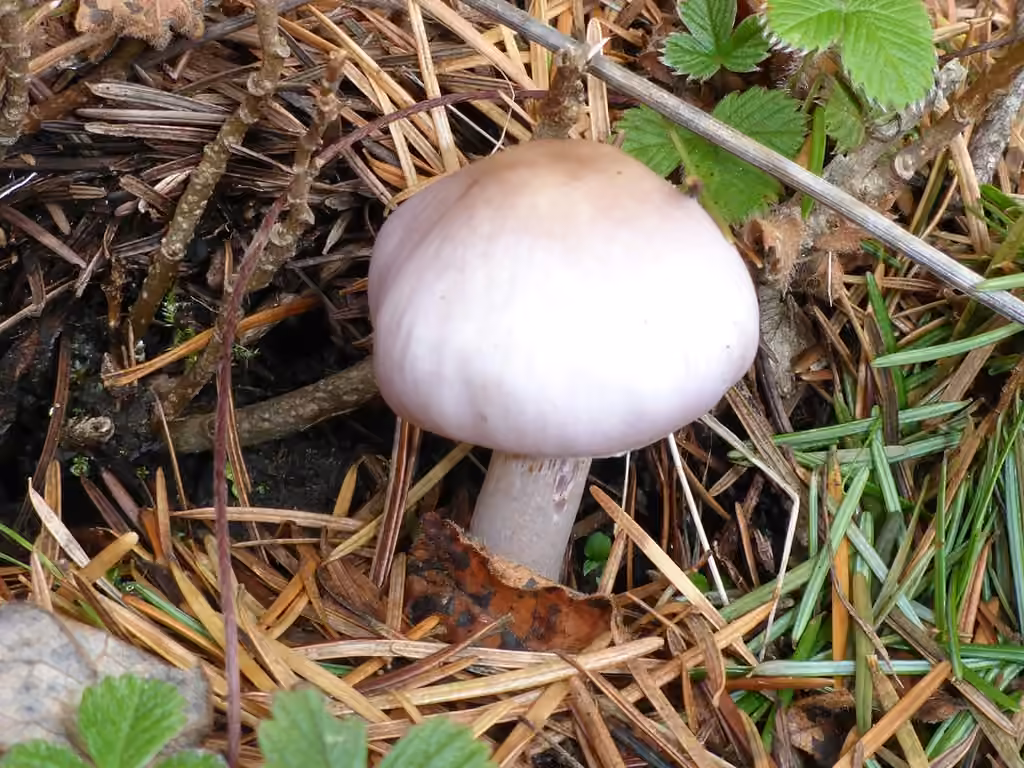 Lilac Fibrecap, photo 3 of 5