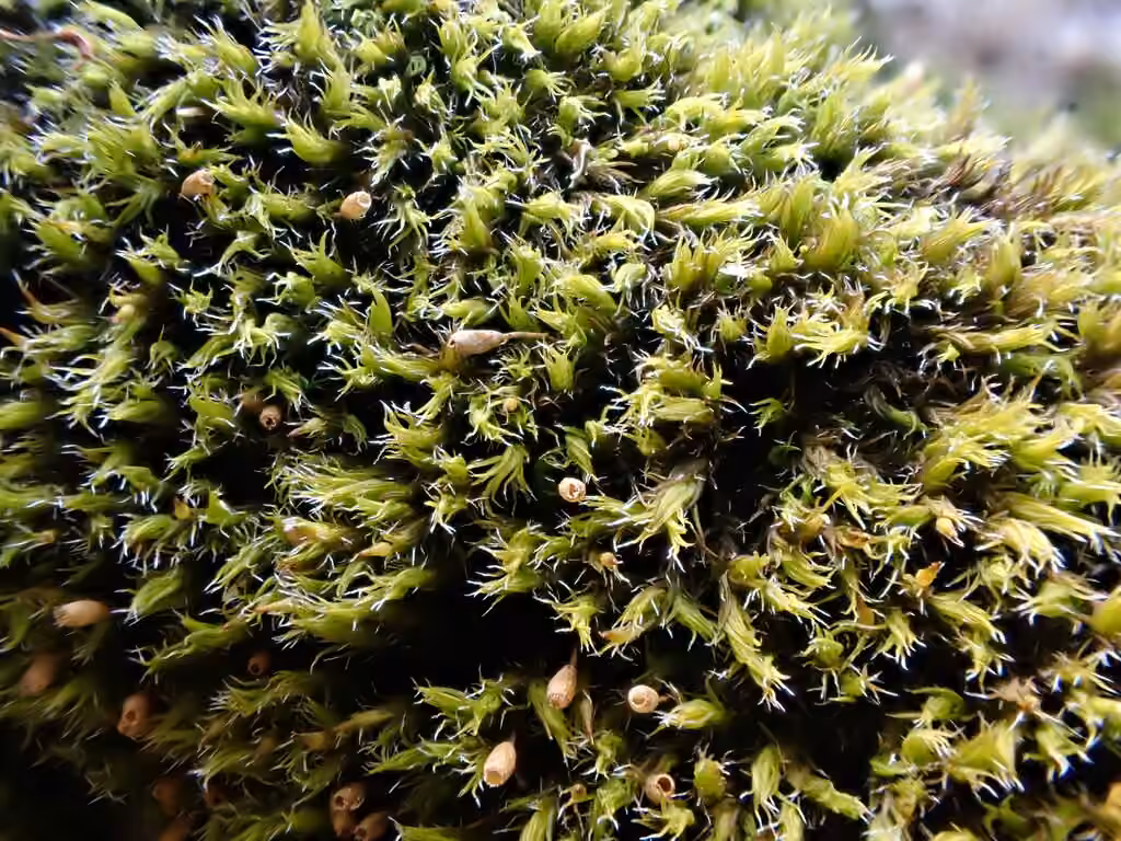 Small-fruited rock moss, photo 1 of 5