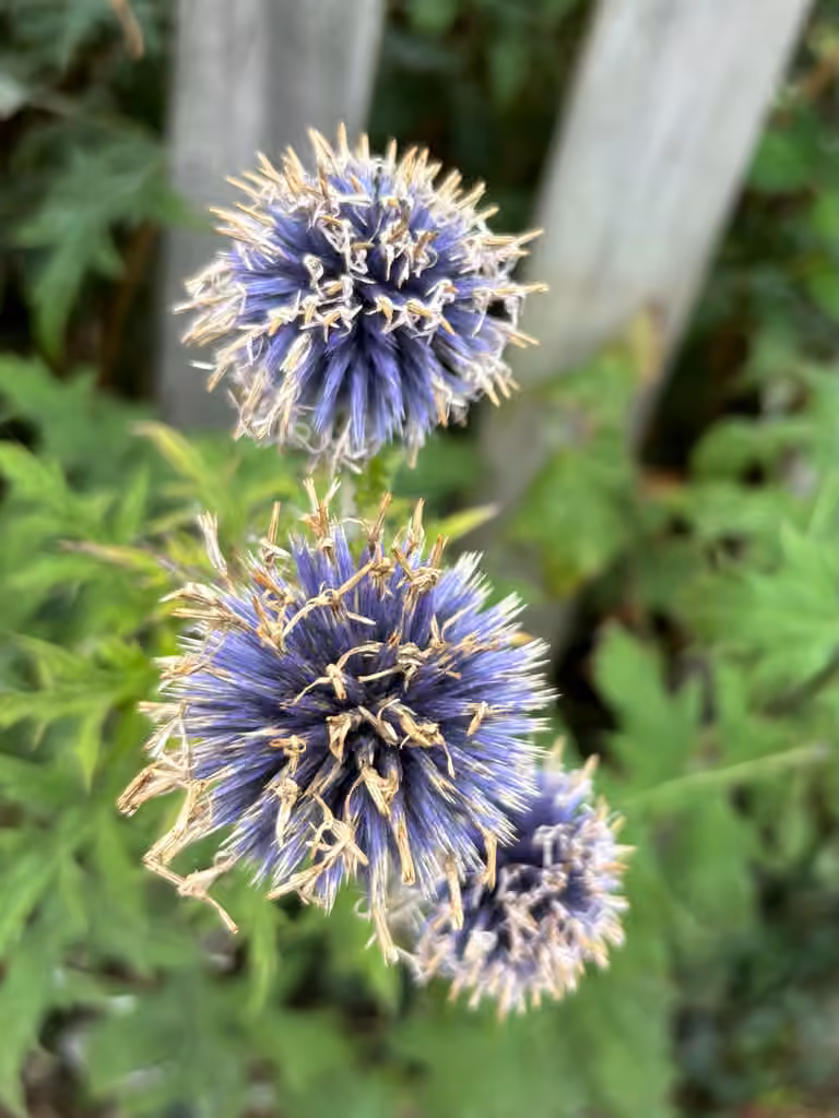 Blue globe thistle, In fruit