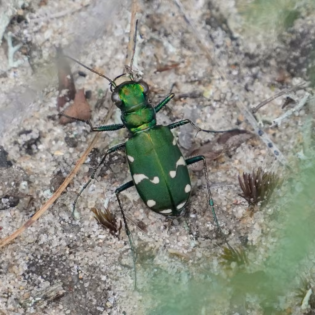 Cicindèle verte des pinèdes, photo 3 sur 5