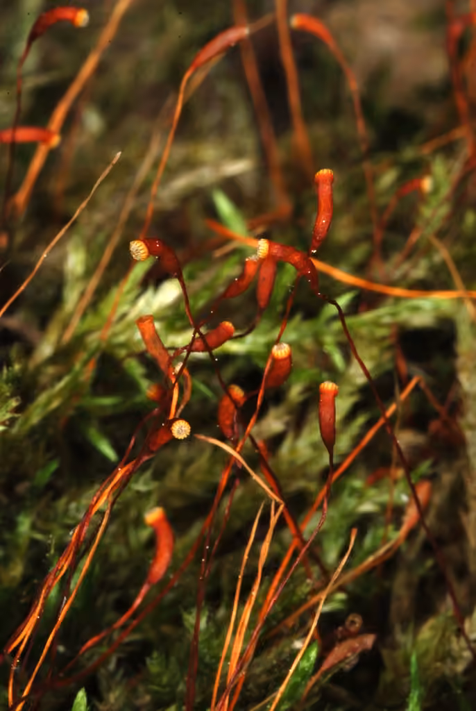 Fougerole commune, photo 3 sur 5