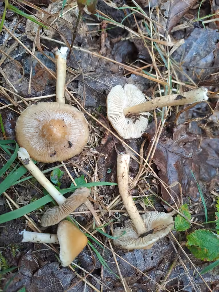 Inocybe à odeur de miel, photo 3 sur 5
