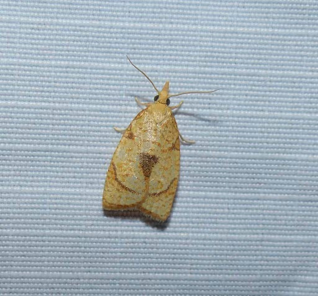 White-tailed Fruitworm, Adulte