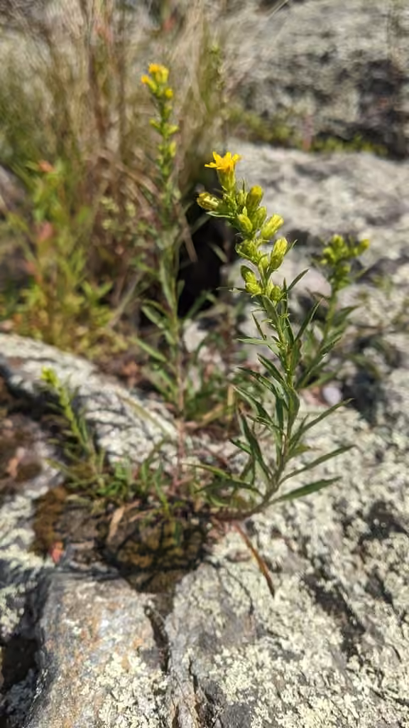 Racemose goldenrod, In flower