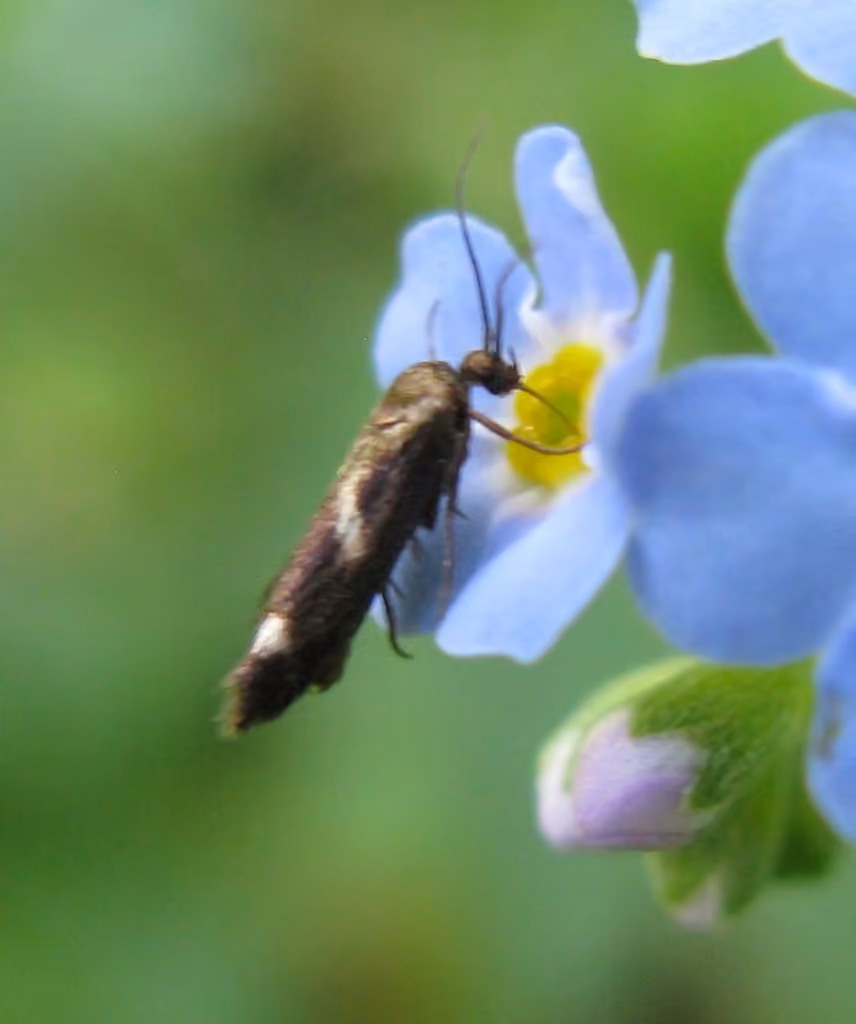 Landryia impositella, Adult