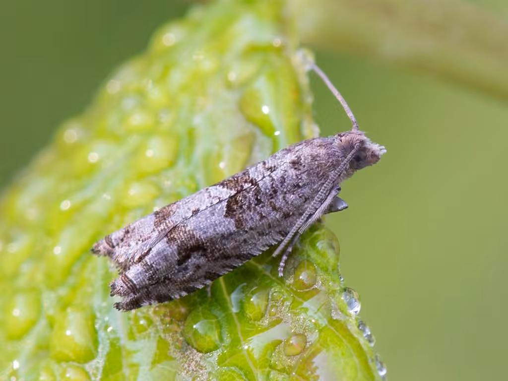 Holly Tortrix, photo 3 of 5