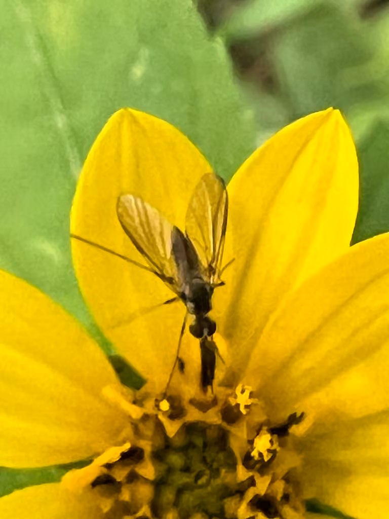 Bombyle chauve, photo 3 sur 5