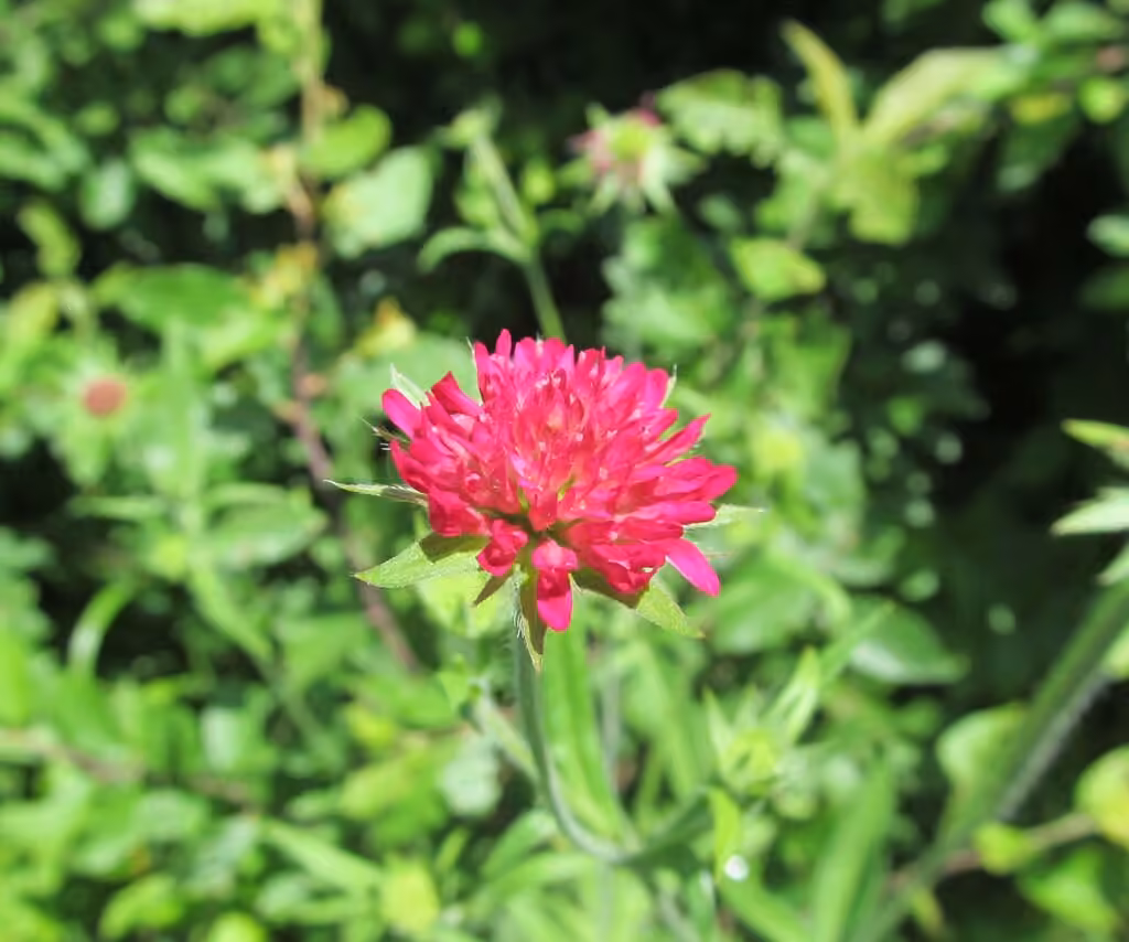 Macedonian scabious, In fruit