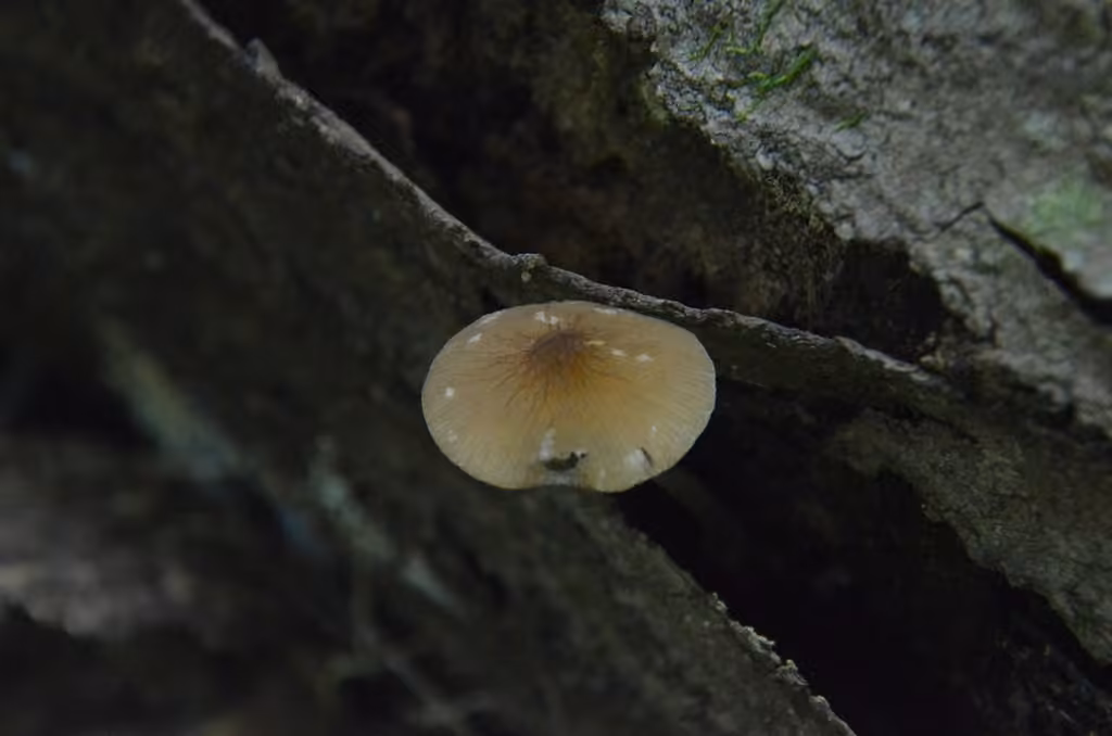 Pluteus pallidus, photo 3 of 5