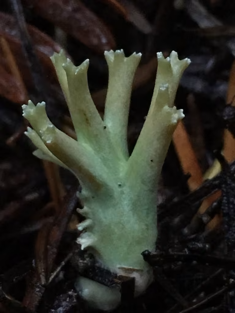 Green-tipped Coral, photo 2 of 5