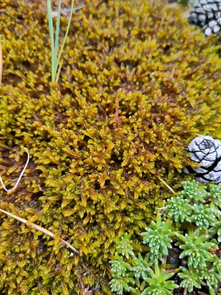 Palustrielle faucille, photo 2 sur 5