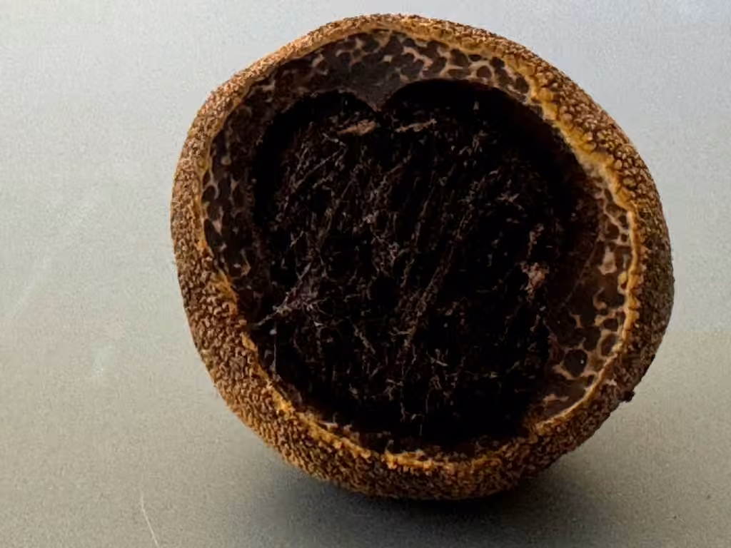 Marbled False Truffle, photo 2 of 5