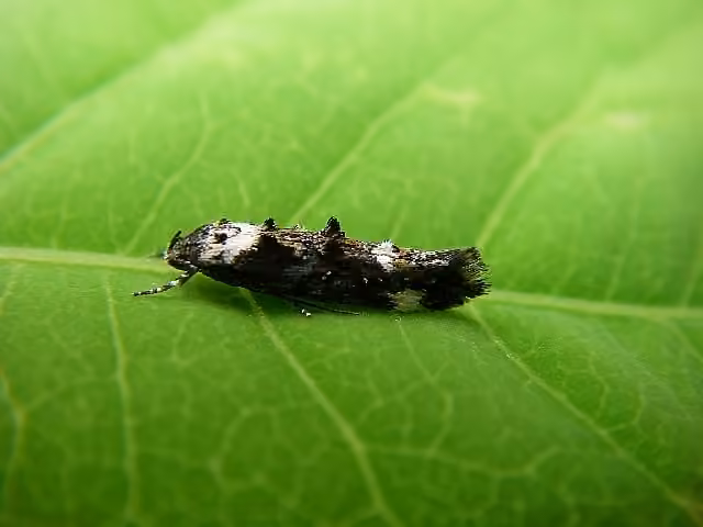 Large Dark Cosmet