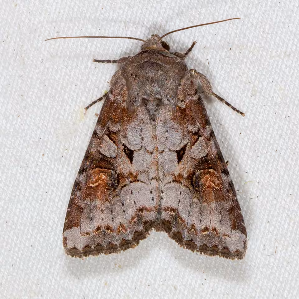 Striped Garden Caterpillar Moth, Adult