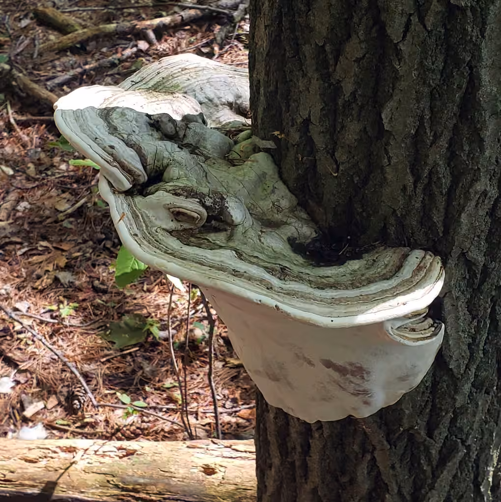 Ganoderma megaloma, photo 3 sur 5