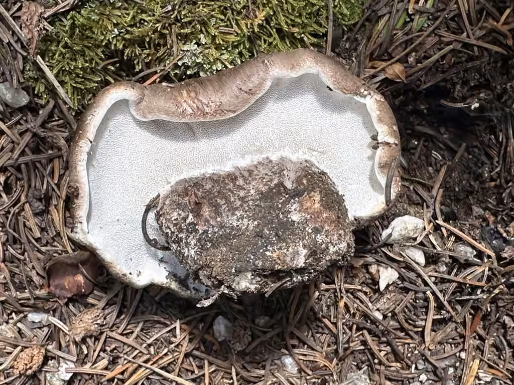 Black Falsebolete, photo 2 of 5