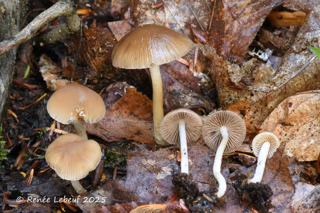 Psathyrella seminuda, photo 1 sur 5