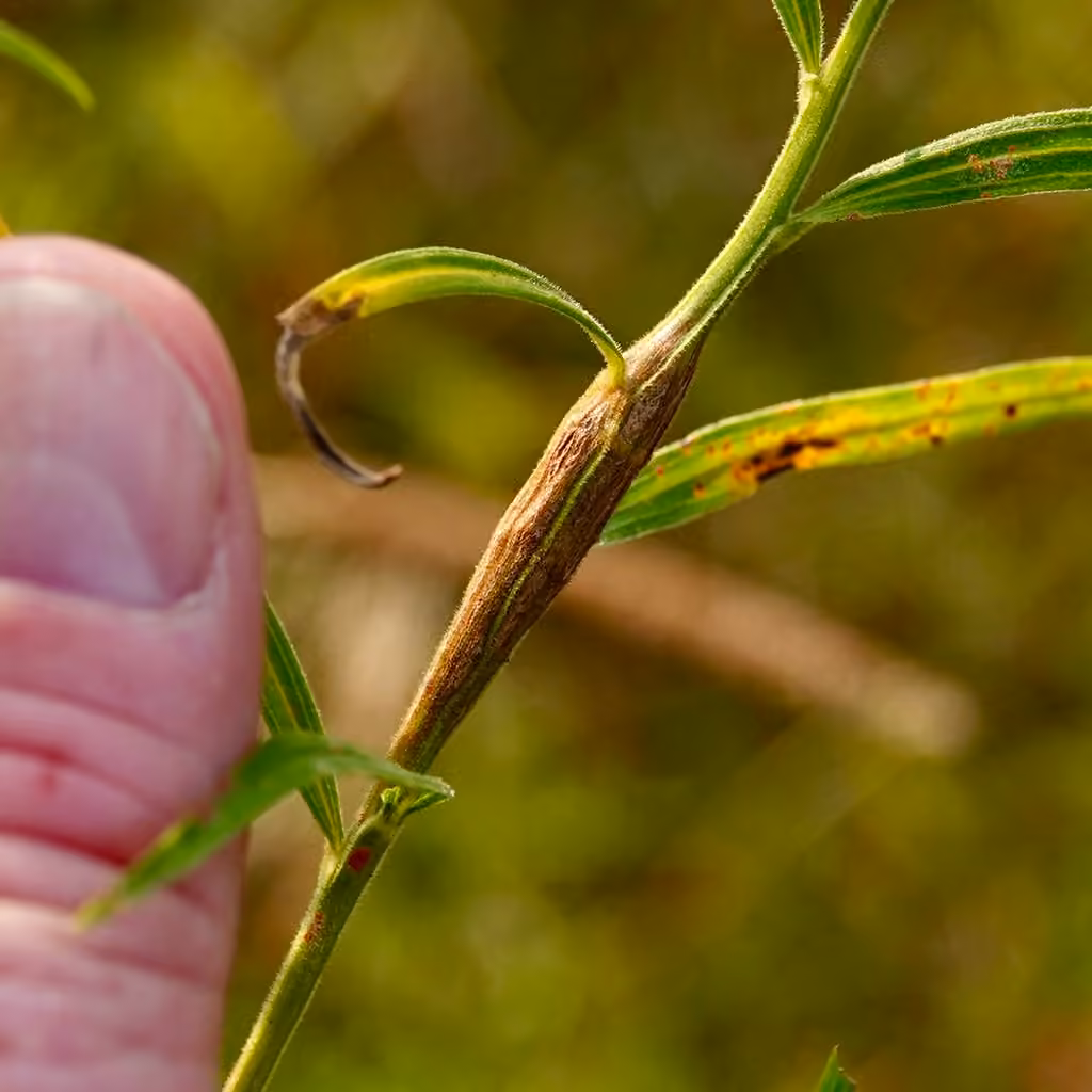Epiblema desertana, Gall