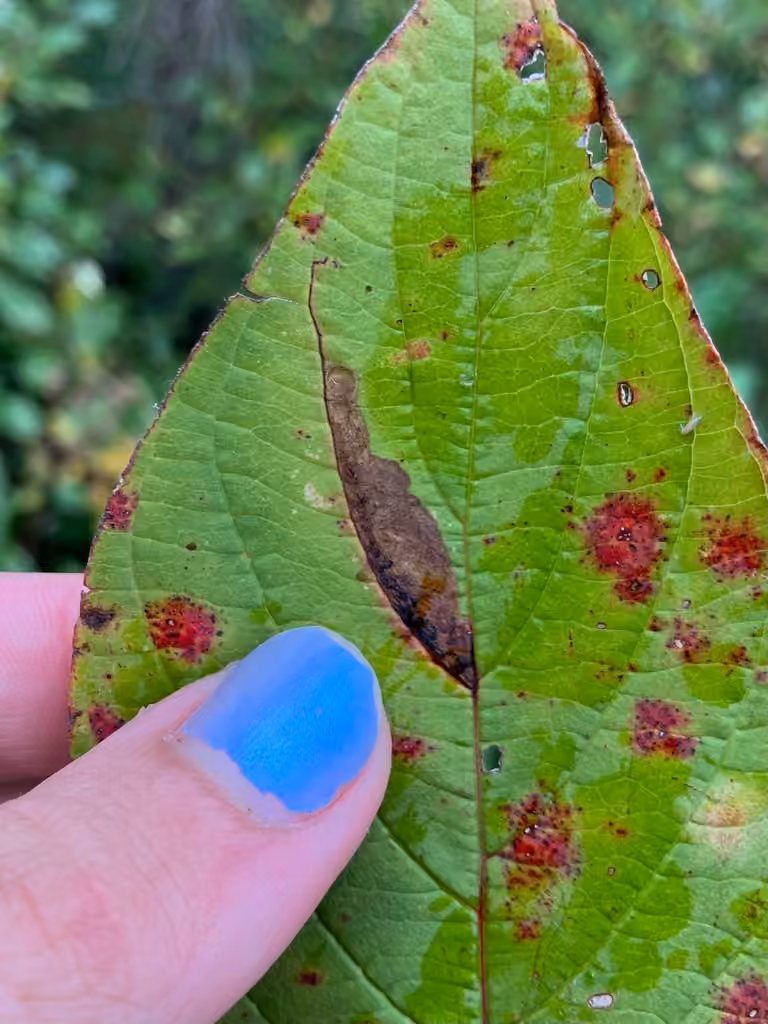 Antispila cornifoliella, photo 3 sur 5