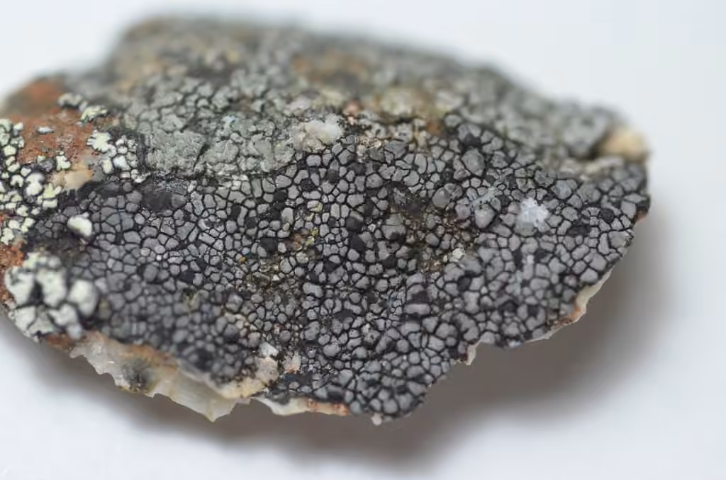Rhizocarpe à deux spores, photo 1 sur 5