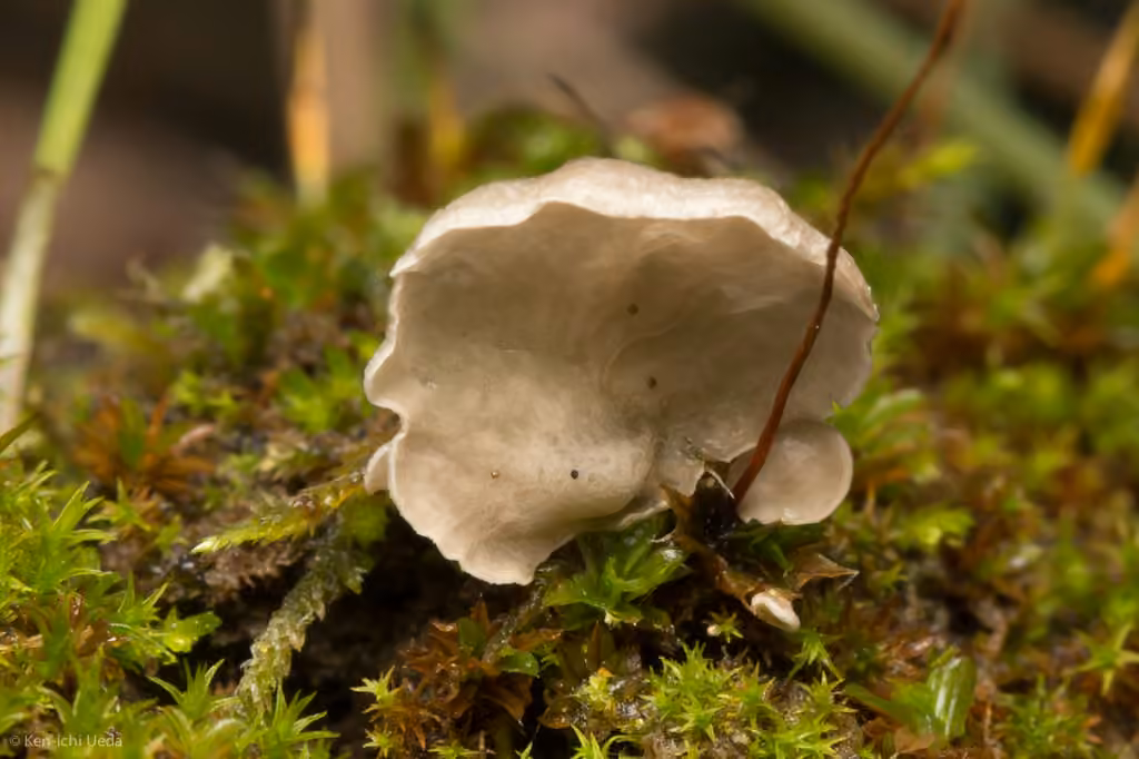 Small Moss Oysterling